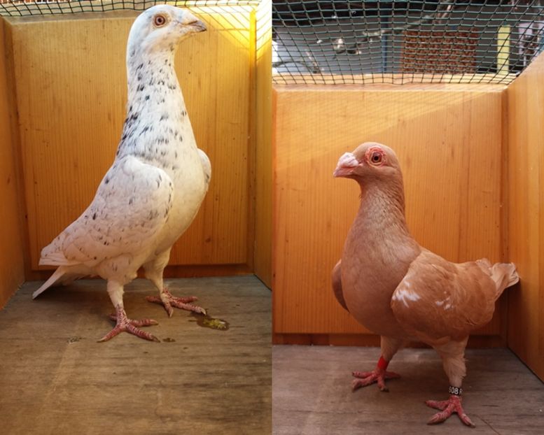 P10 - Fosti porumbei