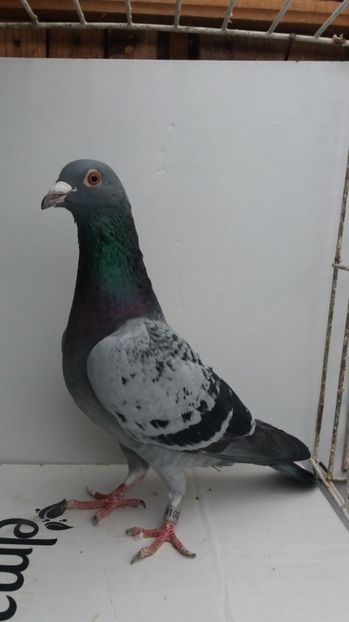 M 2015 vandut - De! voiajori vanduti