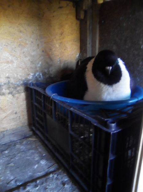 AU APARUT PRIMII PUISORI - A STRASER 2017