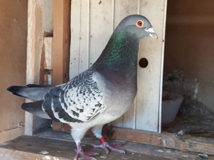 Fiu 58 si 40 Stoica Vasile, campioni ucpr - Perechea 9 2017