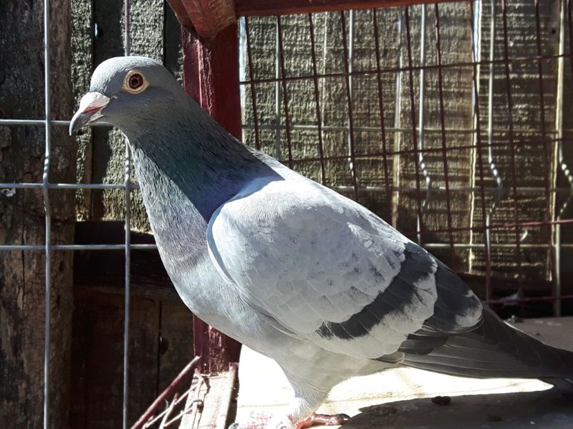 918777.07 Zeita mama Printesa, Wild 640, 1035058.13 M - Perechea 7 2017