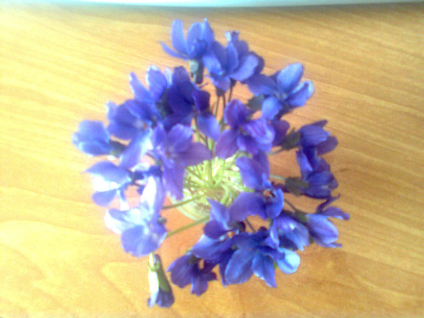  - Florile primaveri -2015 -2016 - 2017