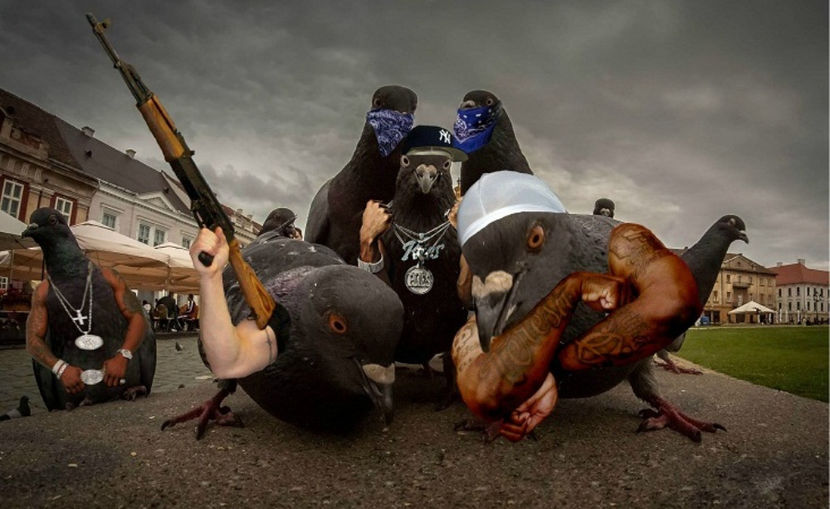 bad pigeons - porumbei de cartier (guțani) - NATURA ȘI SURPRIZELE EI