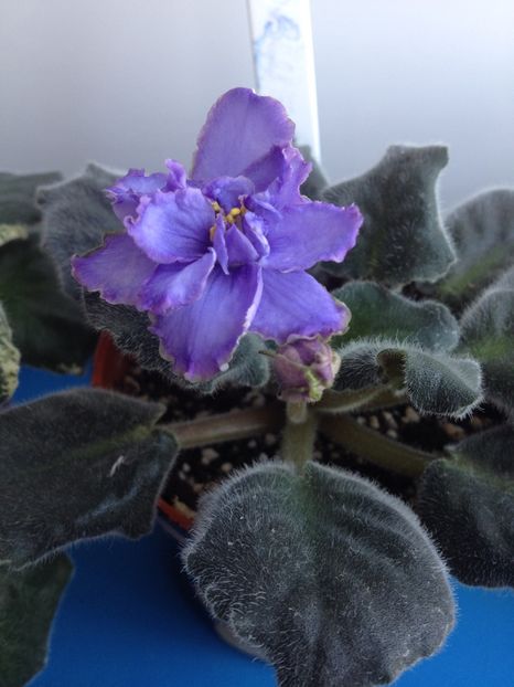 image - violete