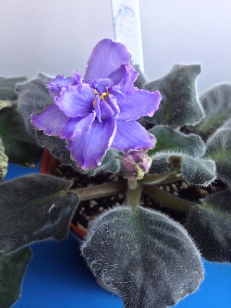 image - violete