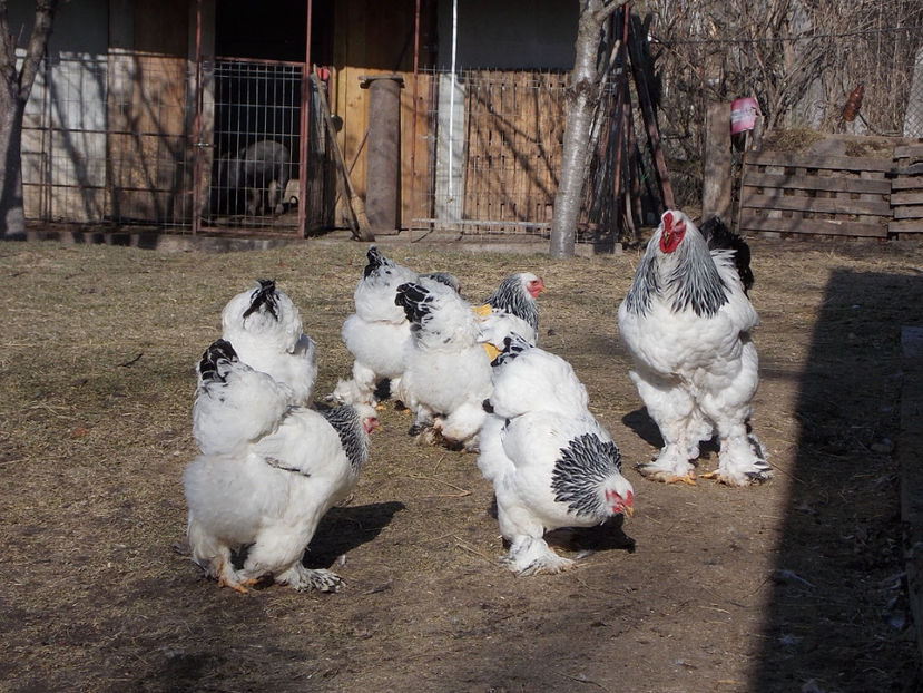  - matca brahma herminat deschis