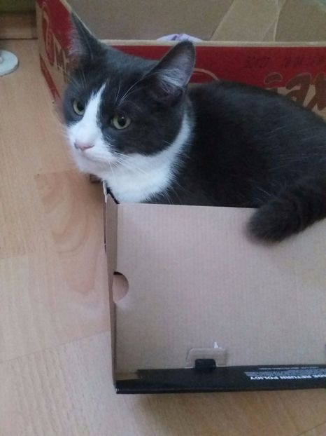  - Felix