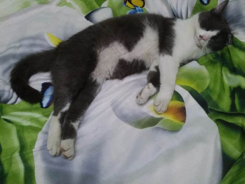  - Felix