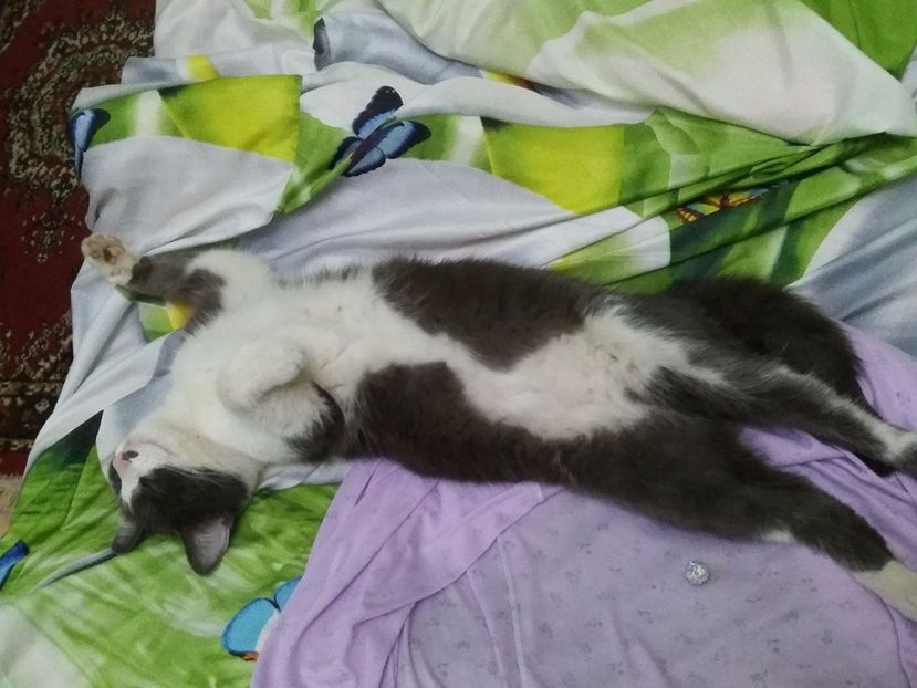  - Felix