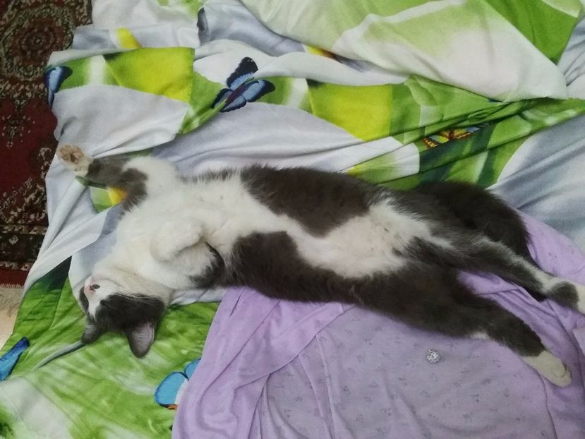  - Felix