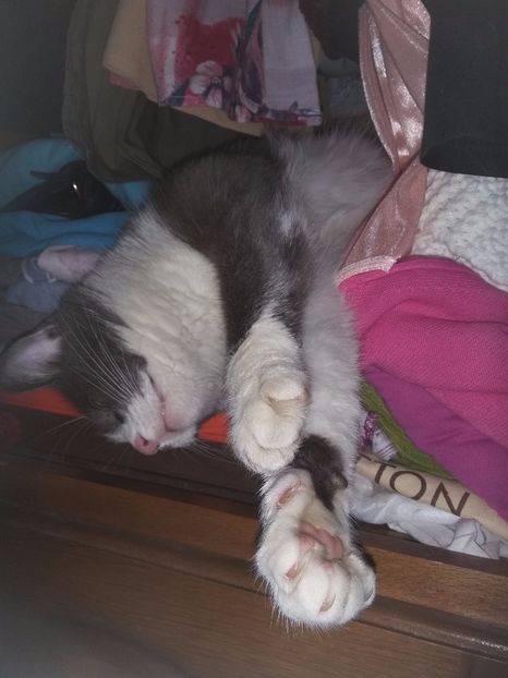  - Felix