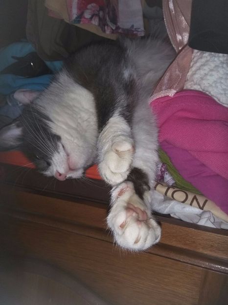  - Felix