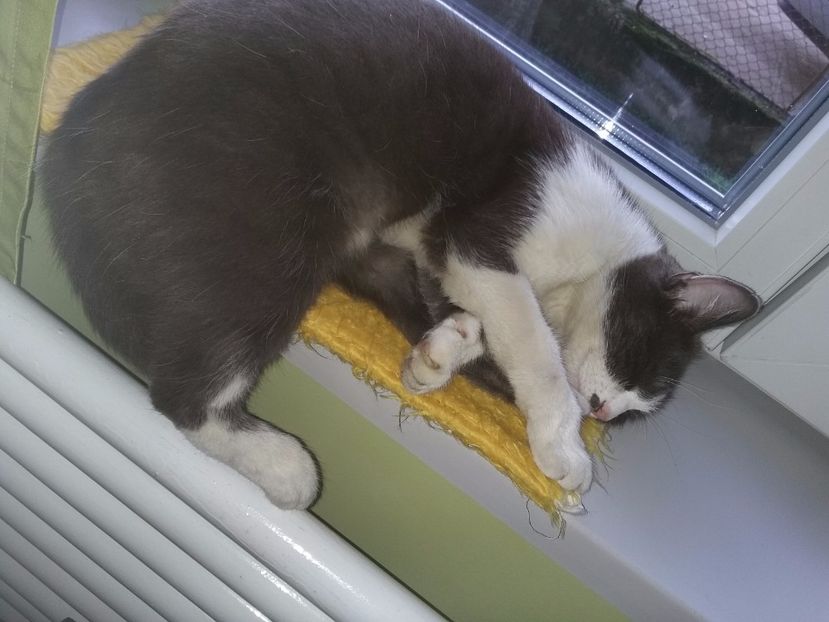  - Felix