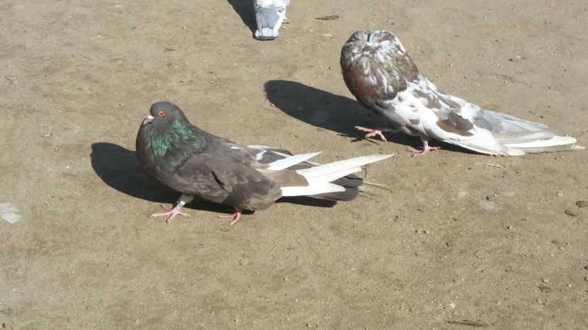  - gusati maghiari arhiva