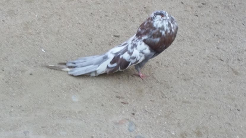  - gusati maghiari arhiva