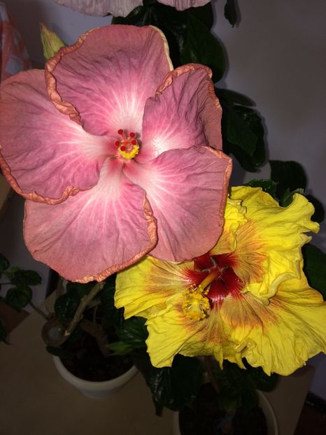  - Hibiscusi