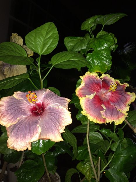  - Hibiscusi