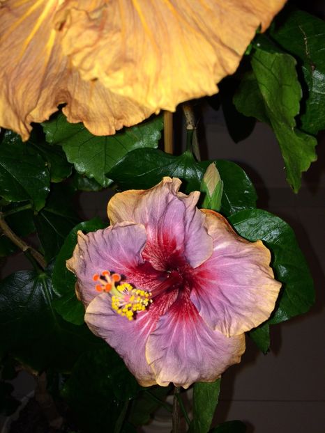  - Hibiscusi