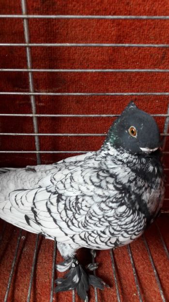  - Porumbei blondineti