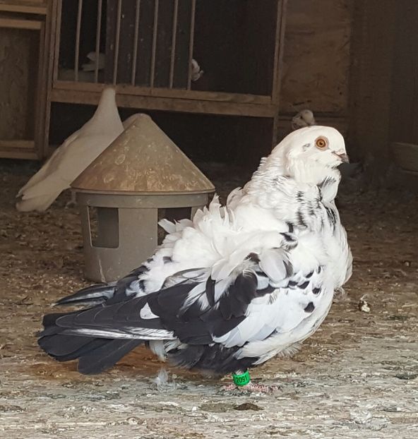  - 24_PESCARUSI CHINEZI TALIA MARE MATCA-2021