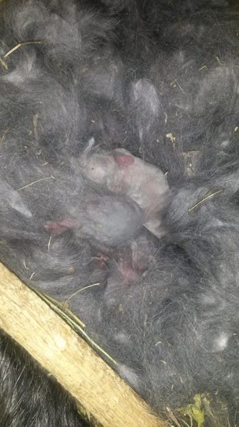  - Cuib din 28 martie