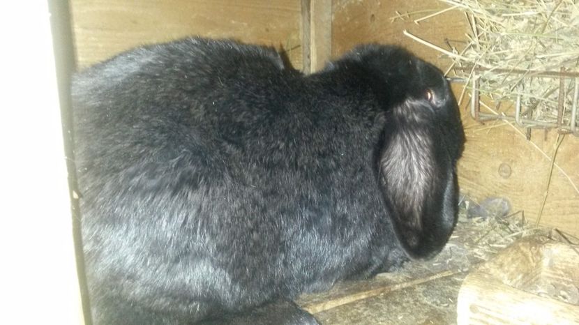 Mama - Cuib din 28 martie