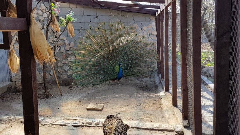 17622746_1859287377643237_494741425_o - PAUNI