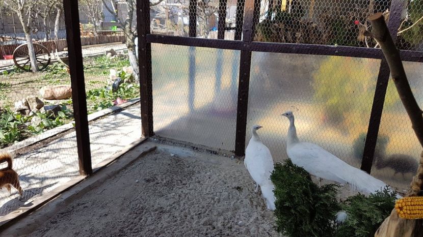 17548794_1859288240976484_894506460_o - PAUNI