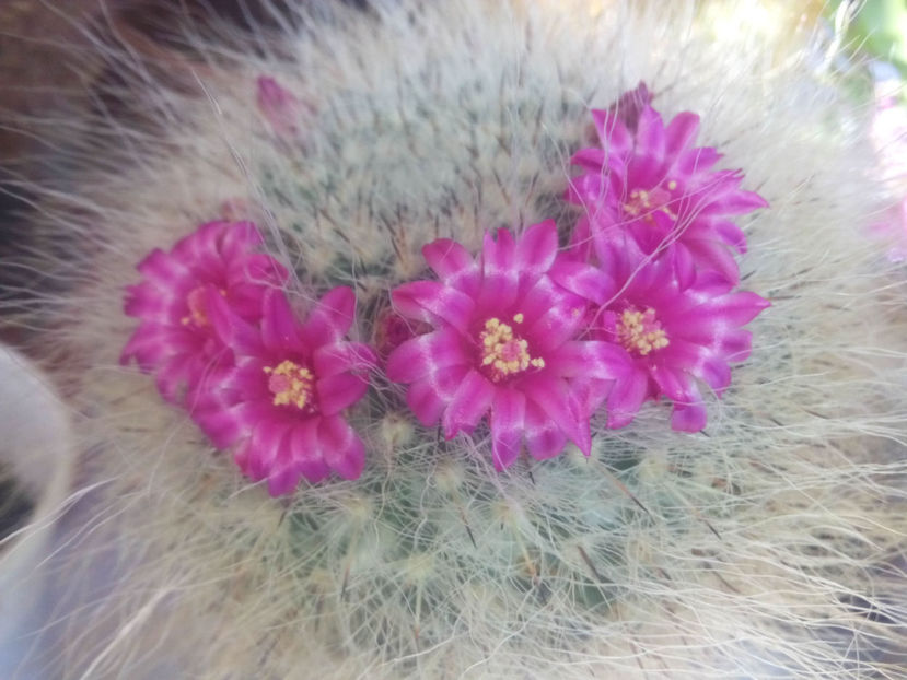 Mammillaria-hahniana - 2017