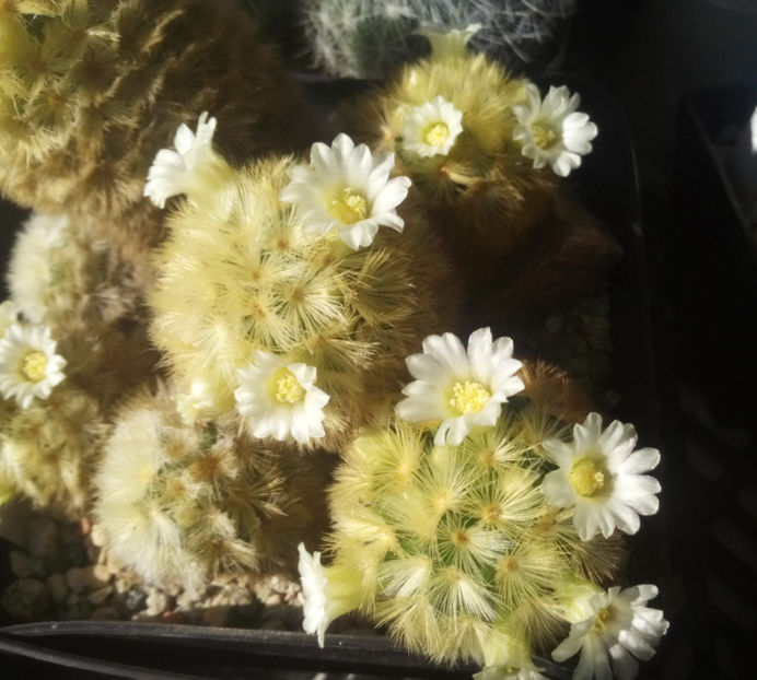 Mammillaria-carmenae - 2017