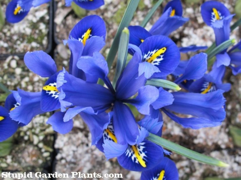 iris reticulata harmony - d Comanda plante noi achizitii 2017