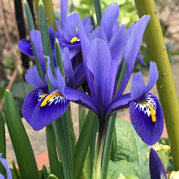 iris reticulata harmony - d Comanda plante noi achizitii 2017