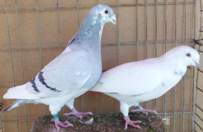 P==6 - 5Porumbei Voiajor Standard----2017