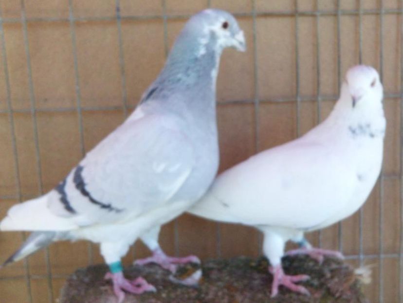 P==6 - 5Porumbei Voiajor Standard----2017