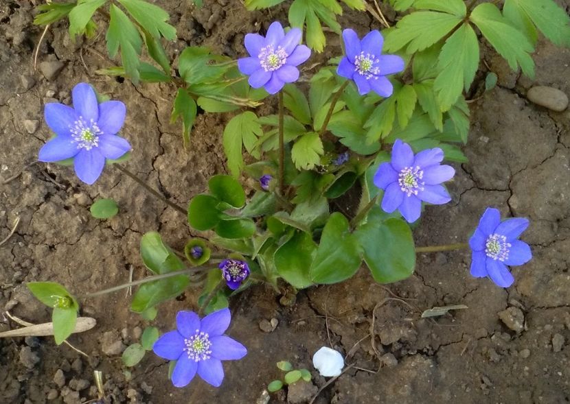 Hepatica nobilis - 2017 plantele mele