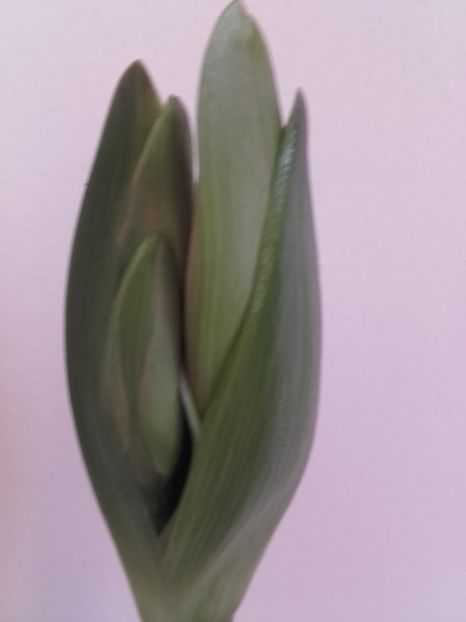 amarilis 2017 rosu - Amarilis 2016-2017