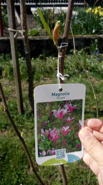  - MAGNOLII