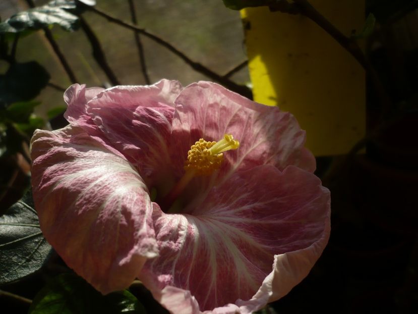 P1310364 - HIBISCUSI 2017-1