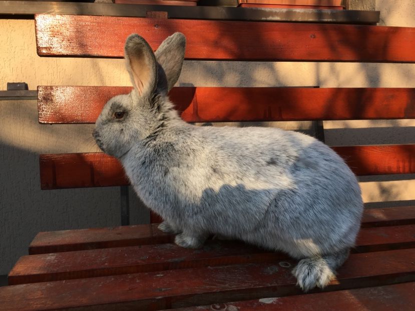 4,5 kg in 29.03.2017 - F 0-1 RO 60