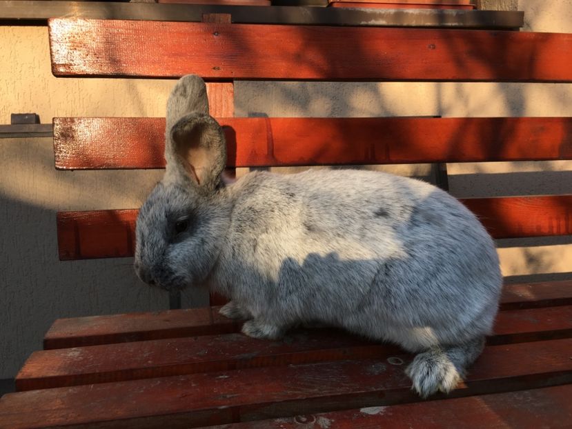 F 0-1, RO 60, 4,5 kg in 29.03.2017 - X Iepuri ce i-am avut