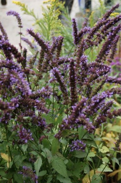 agastache rugosa - Noutati 2017