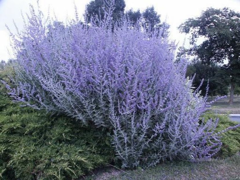 perovskia-atriplicifolia-salvia-rusa-L-wuspGy - Noutati 2017