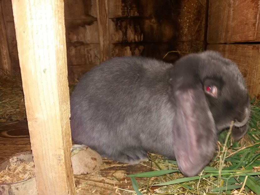 In jur de 4 kg! - DE VANZARE MASCUL ALBASTRU