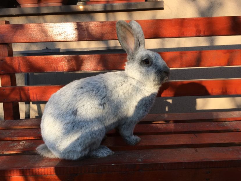 F 0-1 RO 55, 5,1 kg in 29.03.2017 - X Iepuri ce i-am avut