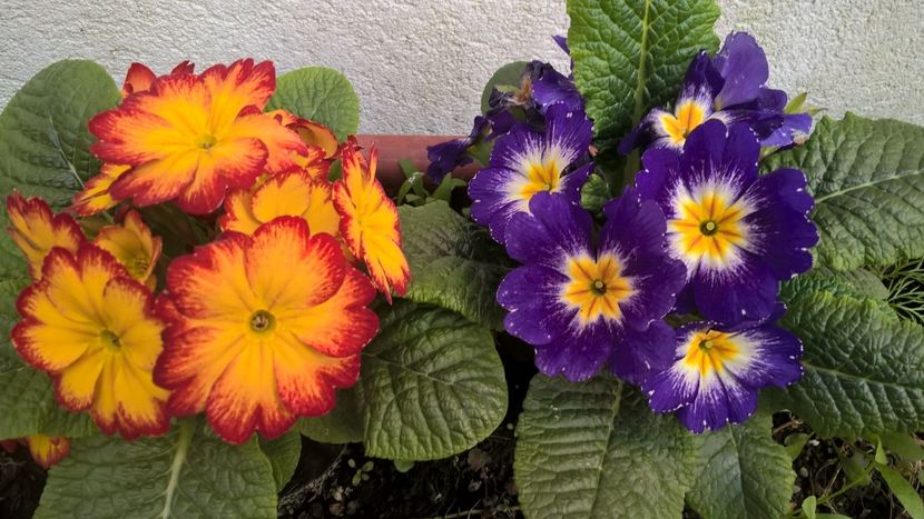  - Splendoarea din gradina mea in 2017