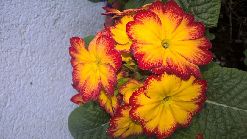  - Splendoarea din gradina mea in 2017