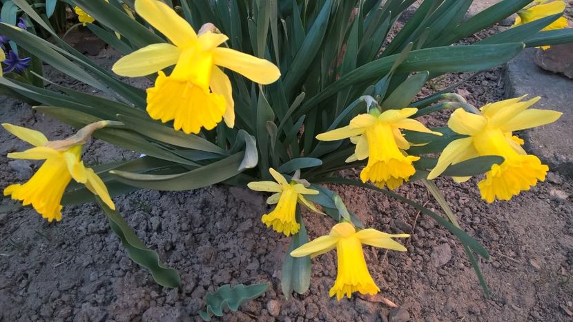  - Splendoarea din gradina mea in 2017