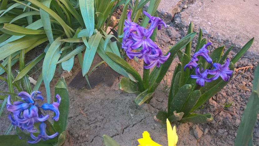  - Splendoarea din gradina mea in 2017