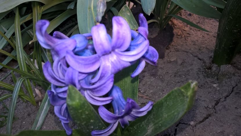  - Splendoarea din gradina mea in 2017