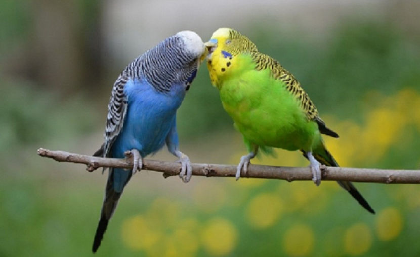 dragule, nu mă mai împinge! o să cădem amândoi!! - NATURA ȘI SURPRIZELE EI